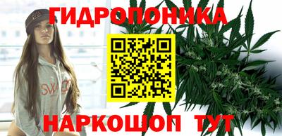 шишки Изобильный